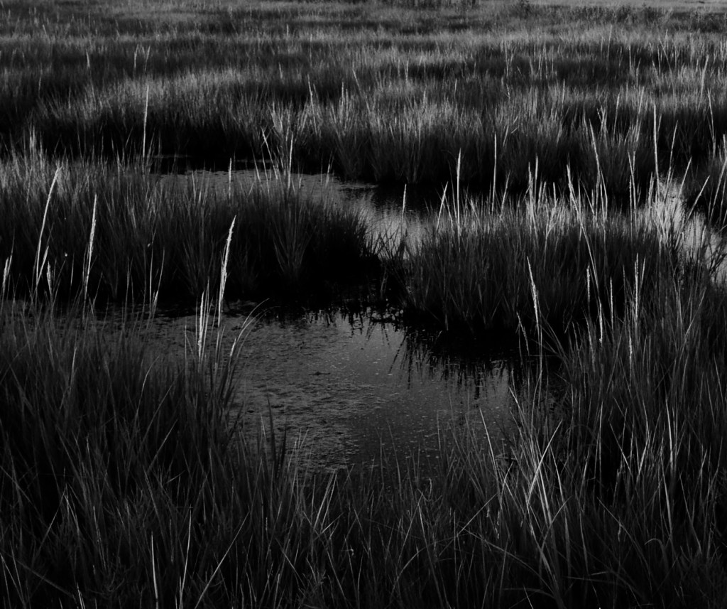 Mary of the&nbsp;Marshes